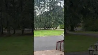 Long range catch with a Chuck-it Paraflight: Moke showing how it&rsquo;s done!