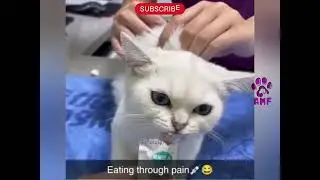 funny Animals 2024 - AMF 😂🐾  #animalbloopers #shorts #viral #pets #animalsclips #trending