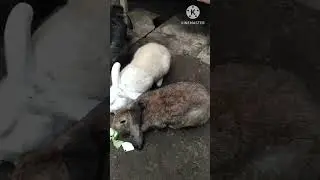 Fakta unik part 6 ( pencernaan kelinci)