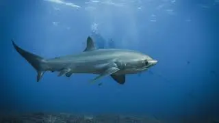 Malapascua 2025
