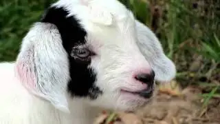 Baby Goat Yawn