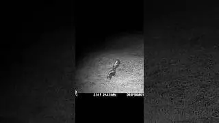 Tripod Skunk! Browning Trail Camera # #wildlife #animals #naturephotography