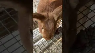 Farm Surprise @Yesterday’s Farm 
