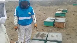 Reubicando colmenas de dos marcos