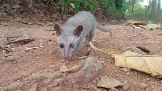 Musang pandan klawu yg terselamatkan