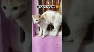Cat #Cat #reels #hd #funny #india #america #personalgrowth #animalshorts #petlover #cute #catvideos