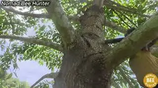 Terrifying Moment Wild Bee Hunters Face The Most Aggressive Hive Ever Qf5YMFiVc U part1