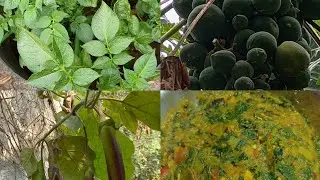 ছাদ বাগান থেকে তুলে আনা আলু সাক বেগুন, পেঁপে দিয়ে একটি রেসিপি || Bengalifood
