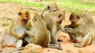 Jane and Janna very enjoy grooming,Brigat very sweet grooming,Small Monkey House