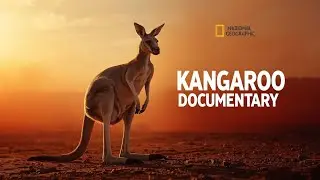 &ldquo;Kangaroo documentary - the marsupials of the outback&rdquo;#KangarooDocumentary#OutbackWildlife