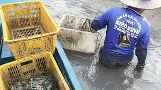 Ngày bắt tôm càng ở quê tôi (tập 18) 