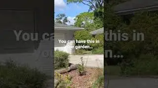 Monarch Butterflies Twirling