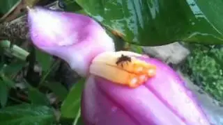 Wild Purple Banana Flower