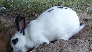 Let's Dig A Hole!