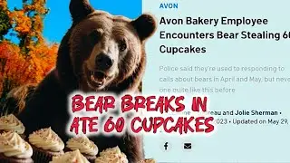 Shocking!! A Bear Breaks In This Store And Ate 60 Cupcakes