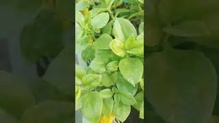 #plants beabee sunroz plant