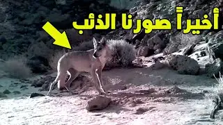 اخيرا صورنا الذئب  ما شاء الله شوف الهيبه