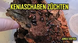 Kleine Schaben als Futter für Mantiden & Vogelspinnen - Keniaschaben | Jungle Exotica