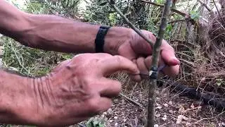 Grafting an olive tree