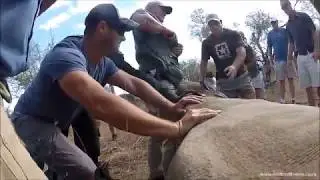 Rhino Conservation Experiences - South Africa