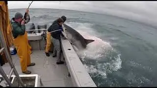 3 great whites. 1 giant tuna. 1 fishing boat. When the ocean flips the script&hellip; survive? 🦈🎣🌊