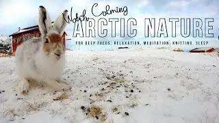 Slow TV From Norway | Early Spring With Wild Animals | Music For Deep Focus, Meditation, Relaxation