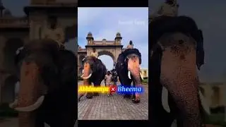 Bheema 🐘 is bigger 🔥than Abhimanyu 😧 #elephant #dasara2025 #mysoredasara  #bheema #abhimanyuelephant