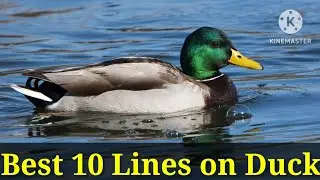 Duck/Best 10 Lines on Duck/Essay on Duck in English/Few Lines on Duck/#duck