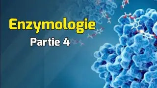 Cinétique enzymatique Michaelienne | Cours Enzymologie partie 4