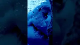 Why the Great White Shark Rules the Seas