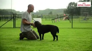 Ball Games with your dog