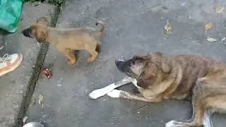 Cute Tiny pup/Brown Stray pup eating raw meat/chicken feet/bones/cookies/Mountain village anime usa