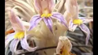 clustered_orobanche.mp4