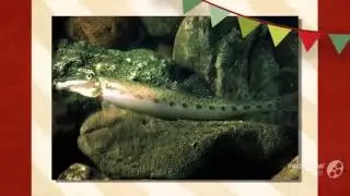 Acantopsis octoactinotos aquarium fish