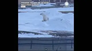А на Шпицбергене медведи гуляют....And bears roam on Spitsbergen...