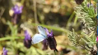 Glaucopsyche alexis on Lavandula stoechas