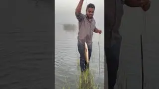 Live bait fishing 🎣 #catching #viral #fishspecies #views #murrel #snakehead
