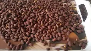 How to Make Perfectly Roasted Peanuts | Quick & Easy Method