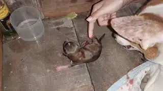 #dogsandbabies #cuteanimals Askal gives birth at our terrace