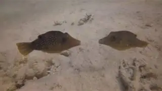Pearl toby puffer fish