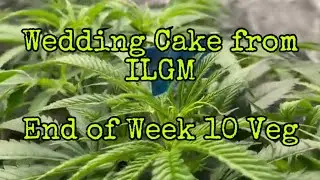 Ep.8 End of Week 10 Veg from Seed Mainline Wedding Cake From ILGM