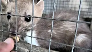 Куница - Белодушка тоже любит фундук! The Belodushka marten also loves hazelnuts!