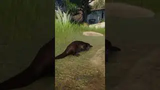 A cute Platypus in a Zoo in Sicily