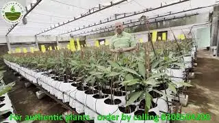 Nutreefarm Nursery - Imported Avocado&nbsp;Plants