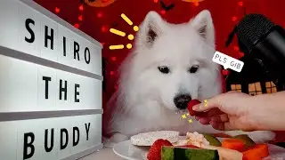 Shiro Ignores His 5 a Day for Popcorn [DOG ASMR]