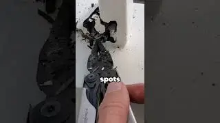Termites Hates This Inspector 😱 🐜