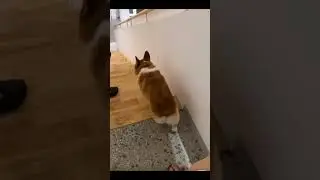 So funny when it goes down the stairs 🤣 #dog #corgi