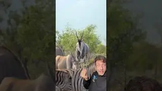Канна ОГРОМНАЯ