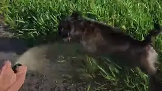 ATAK PSA!!! - obrona gazem pieprzowym.