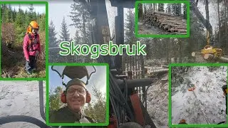 Ny skogskanal - Gallring / R&ouml;jning / F&auml;lla Tr&auml;d / Laga ved samt en hel del DIY projekt